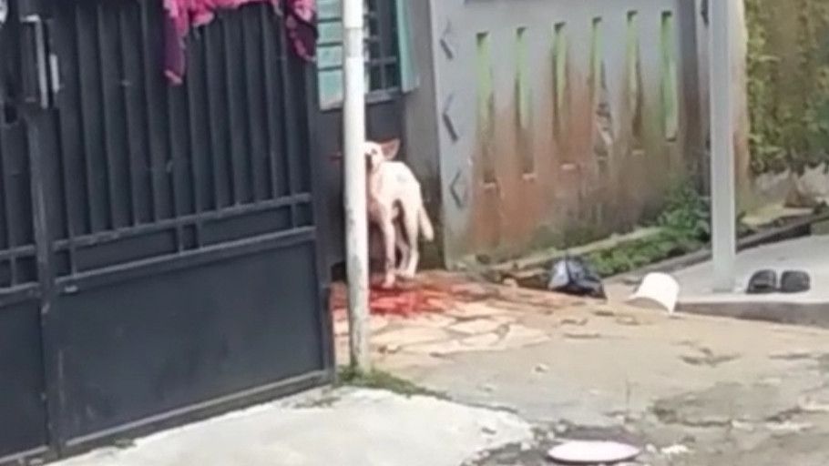 Tak Diberi Makan Seminggu oleh Pemiliknya, Anjing Gigit Anak Kecil di Kabupaten Tangerang