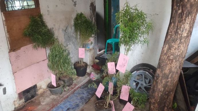 Momen Polisi 'Bertamu' ke Rumah yang Jadi Kebun Ganja di Cengkareng