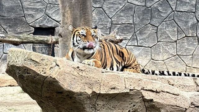 Ini Penyebab Dua Harimau Benggala Mati di Bandung Zoo