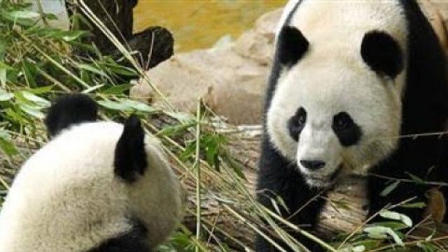 Kebun Binatang AS Kembalikan Panda ke China, Jubir: Duta Persahabatan