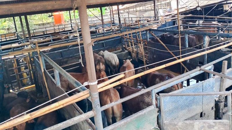 Bukan Hanya Warga, Hewan Ternak di Bekasi Juga Terdampak Banjir, Kementan Turun Tangan