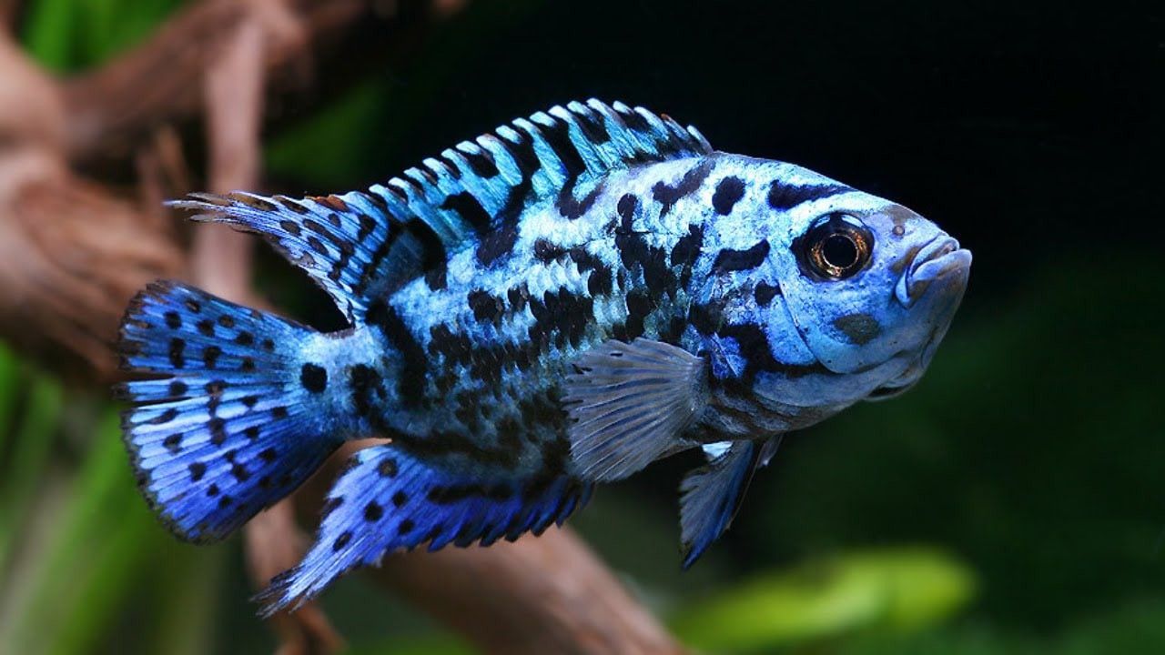 8 Jenis Ikan Predator yang Bisa Dipelihara di Rumah, Selain Ikan Channa