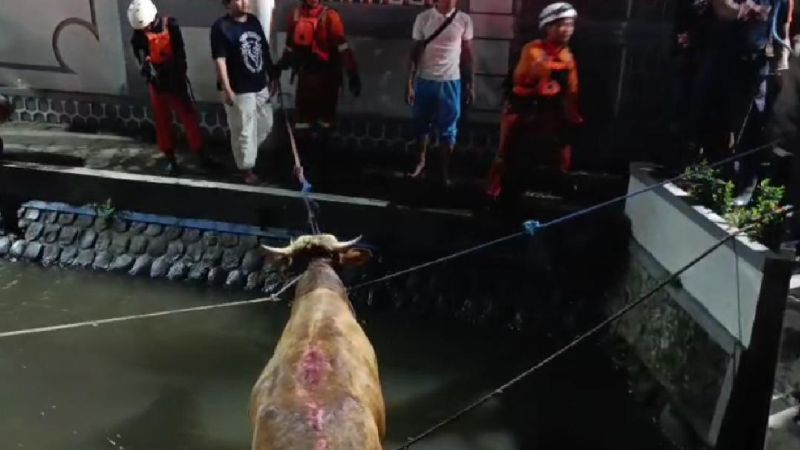 Momen Sapi Kurban Stres di Jombang Ngamuk dan Jatuh ke Sungai