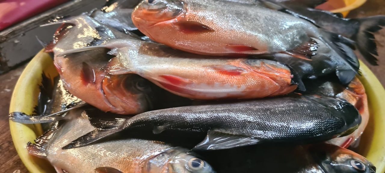 Jenis-Jenis Ikan Air Payau, Berpeluang untuk Dijadikan Bisnis