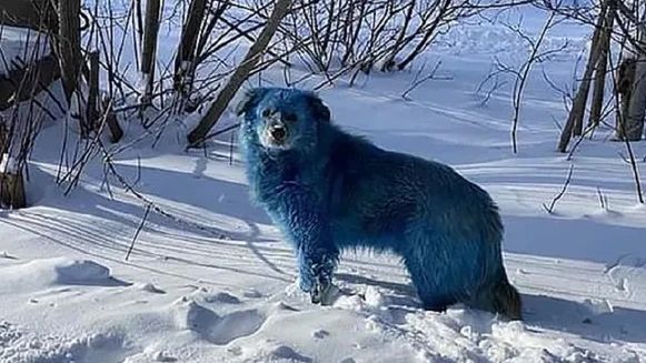 Anjing di Rusia Berbulu Biru, Ternyata Bukan Hasil Alamiah