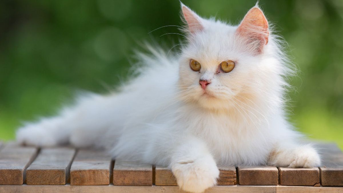 Mengapa Kucing Peliharaan Sering Pergi dari Rumah? Bisa Jadi Ini Alasannya