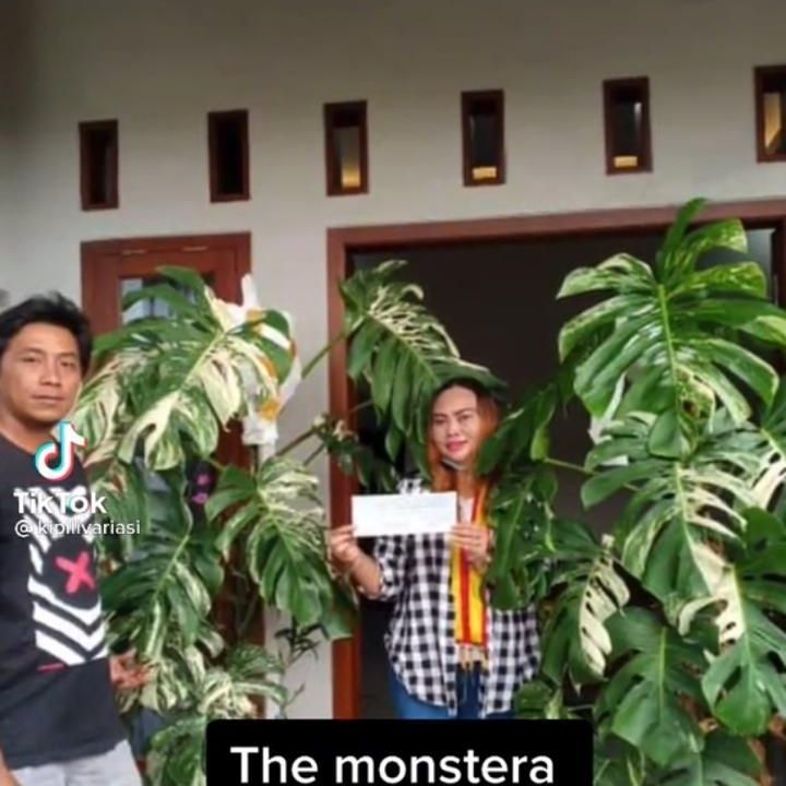 Monstera terjual Rp225 juta (Foto: TikTok/@kipllivariasi)
