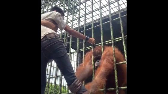 Terganggu, Orangutan dalam Kandang Nyaris Celakai dan Makan Jari Kaki Pria Ini