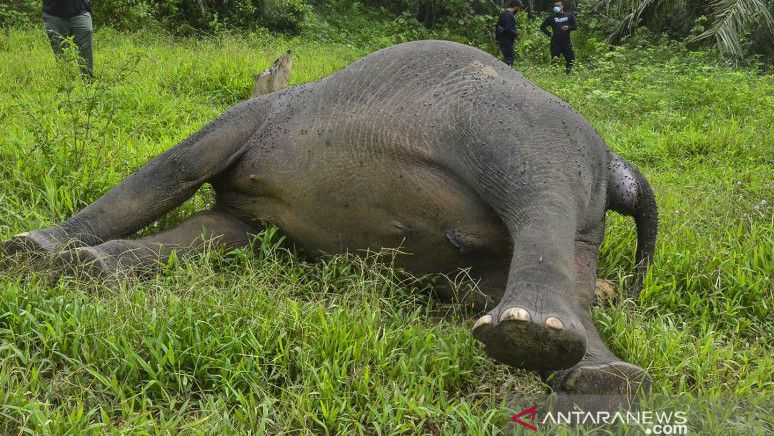 Hari Satwa Sedunia, Aksi Prihatin Atas Ancaman Kepunahan Gajah