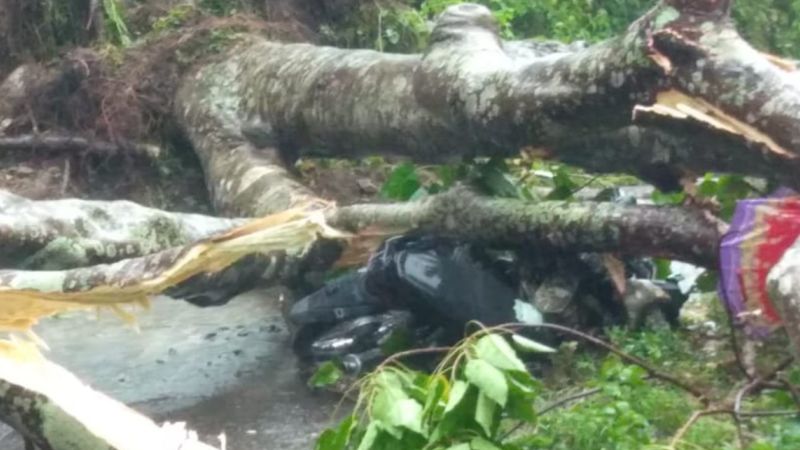 Sedih, Pelajar di Flores Tewas Ditimpa Pohon Tumbang, Turut Berduka