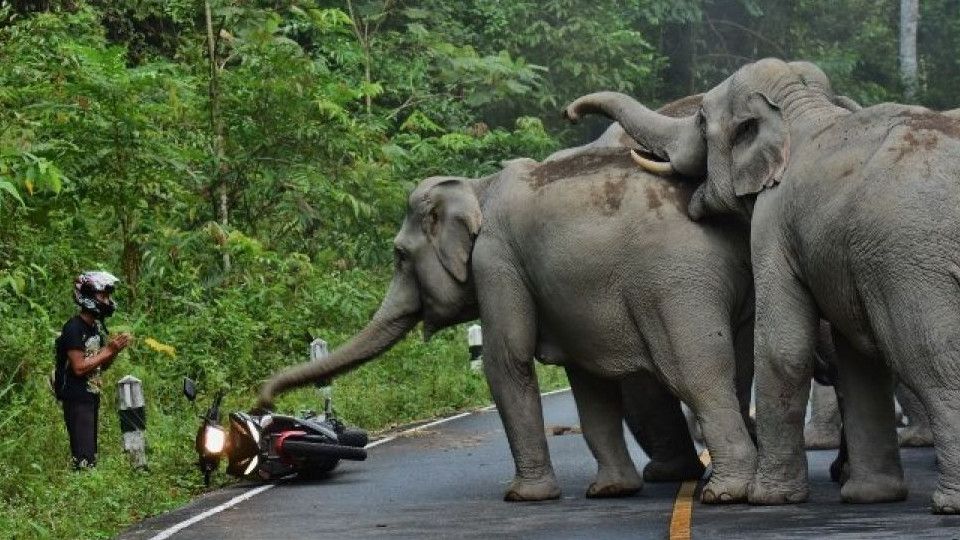 Gajah Mati dengan Kepala Terpotong di Pelalawan, 15 Orang Jadi Tersangka