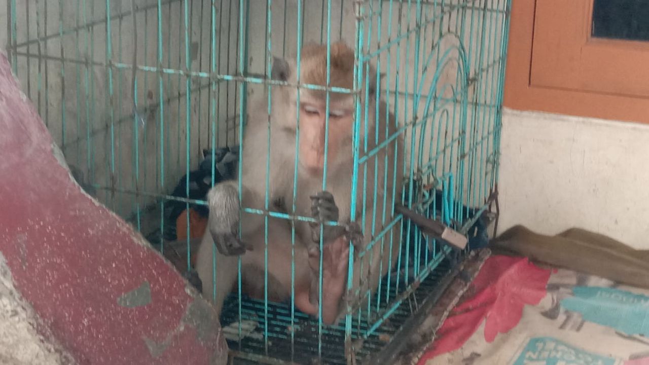Monyet Peliharaan Kabur dari Kandang Bikin Warga Karanganyar Tangerang Panik, Tertangkap Usai Dipancing Pakai Kacang