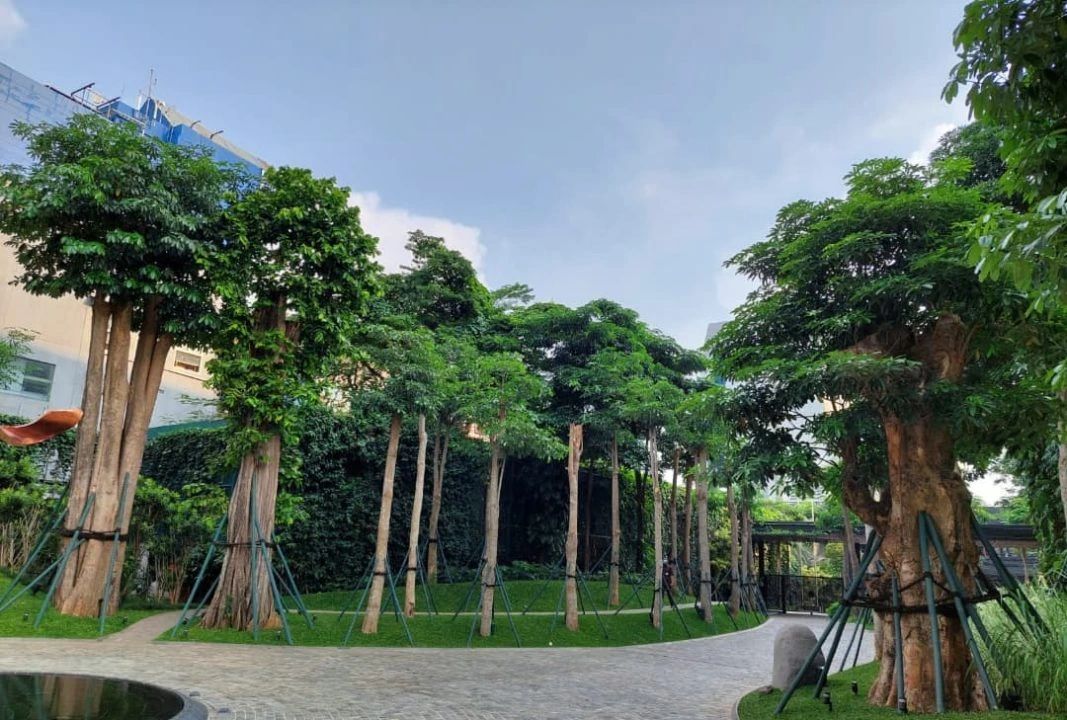 Ranah Pohon: Mewujudkan Ruang Terbuka Hijau yang Sehat dan Berkelanjutan di Indonesia dengan Solusi Pohon Besar