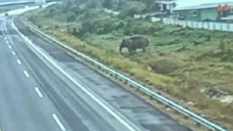 Viral! Gajah Terekam Kamera Pengawas Lagi Nyebrang di Jalan Tol Pekanbaru-Dumai