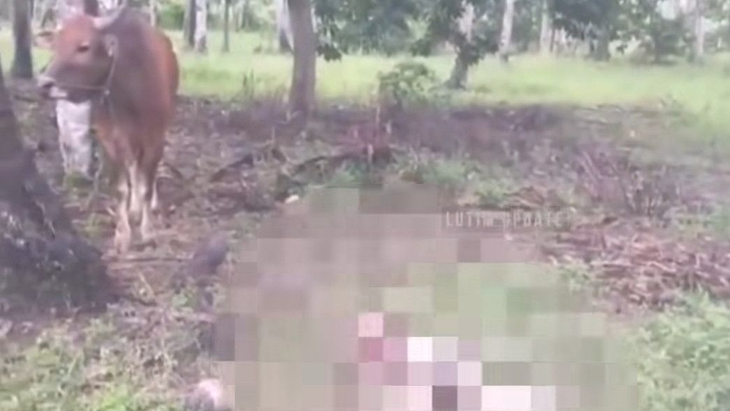 Terlilit Tali Sapi, Pria di Luwu Timur Tewas Tereseret Sejauh 50 Meter