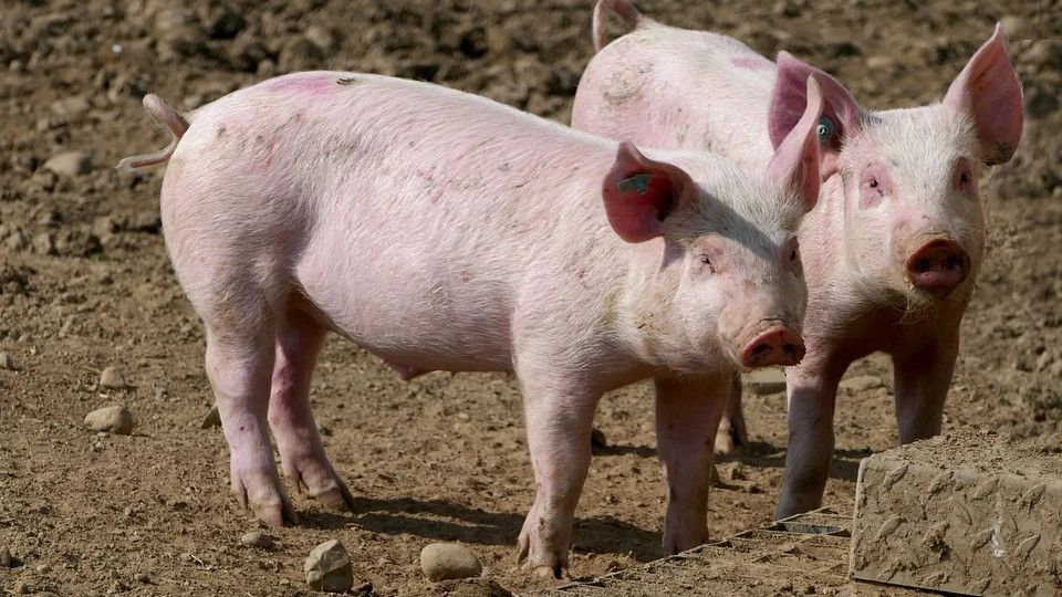 Heboh Soal Kaesang Ketagihan Makan Daging Babi, Mengapa Babi Diciptakan Padahal Haram?