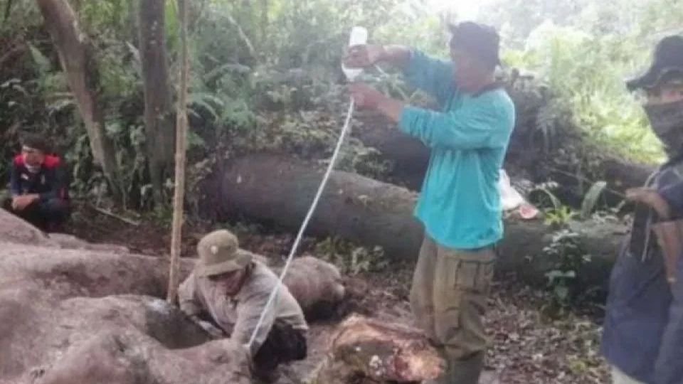 Gajah di Taman Nasional Mati Diracun, Polda Riau Kejar Pelaku