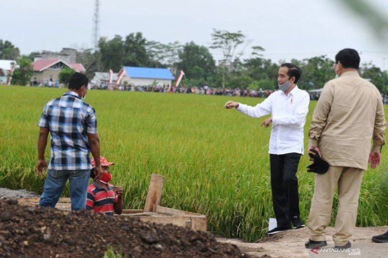Jokowi Akan Perluas Proyek Food Estate di NTT dan Papua