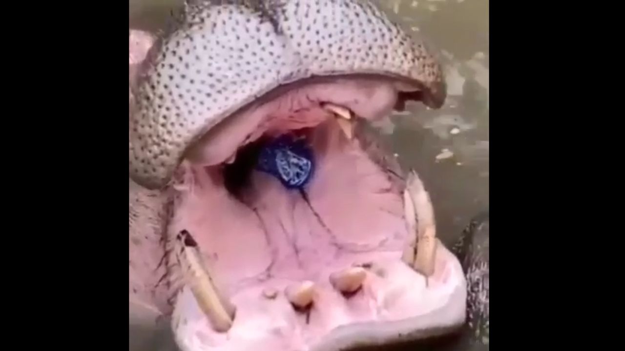 Viral Pengunjung Beri Makan Botol Plastik ke Mulut Kuda Nil, Bikin Warganet Geram