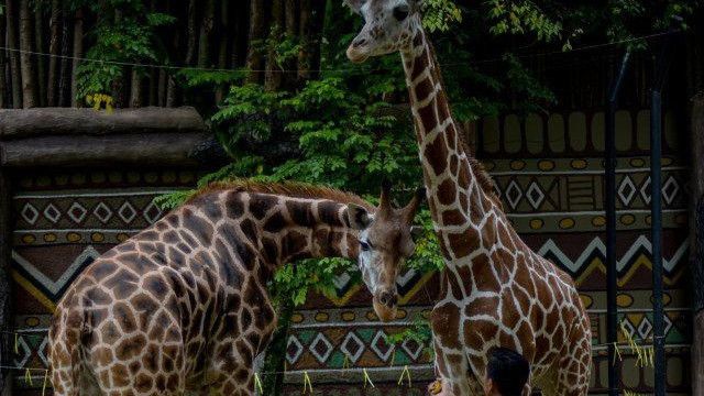 SP Kedua Soal Utang Sewa Tak Digubris, Kebun Binatang Bandung Dapat SP Ketiga