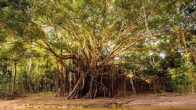 Facebook Tindak Tegas Penjualan Ilegal Hutan Amazon di Platform-nya