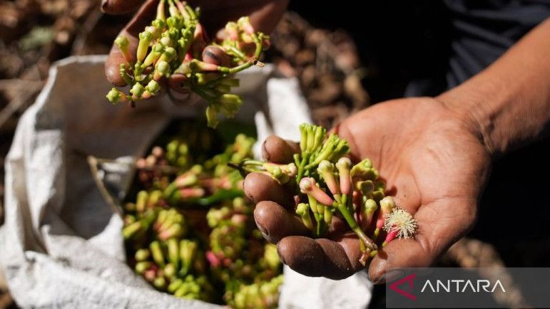 Usai Udang, Kini Cengkeh yang Terkontaminasi Zat Radioaktif Cesium-137