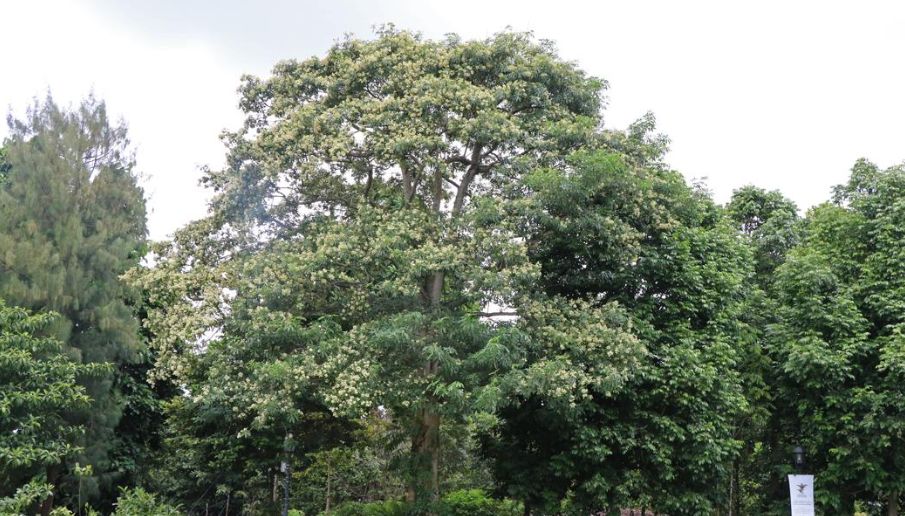 Lebih Mengenal Pohon Pule yang Akan Ditanam di Istana Negara IKN
