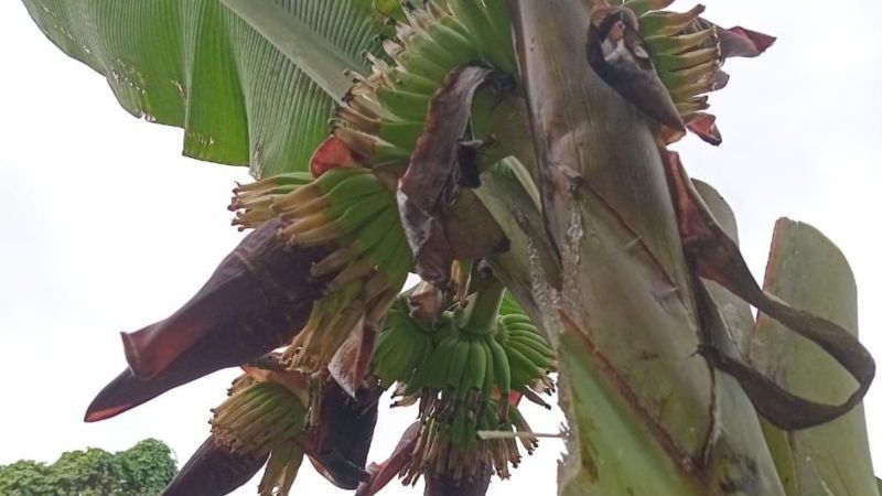 Pohon Pisang Berbuah Empat Tandan Hebohkan Warga Akebooca Ternate