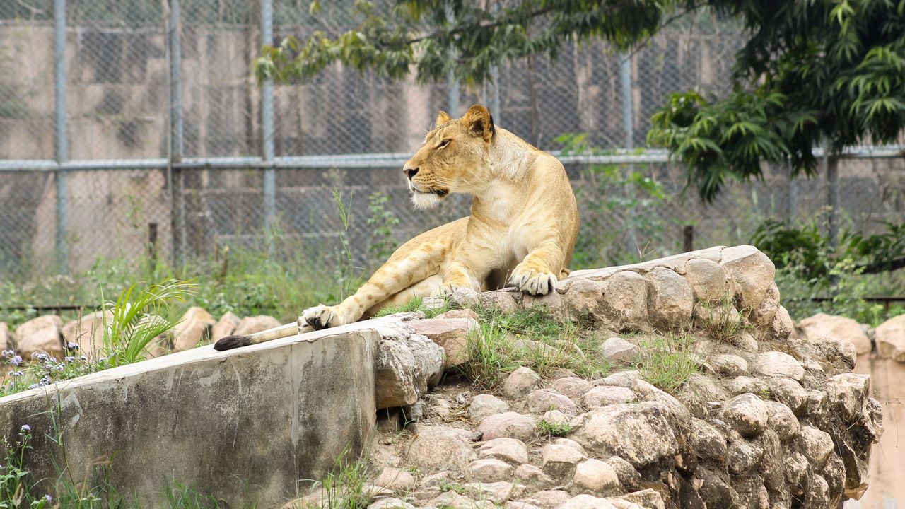Delapan Singa di Kebun Binatang India Terinfeksi Covid-19
