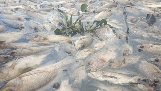Penampakan Ribuan Ikan Nila di Danau Maninjau Mati, Petani Keramba Rugi Rp18 Miliar