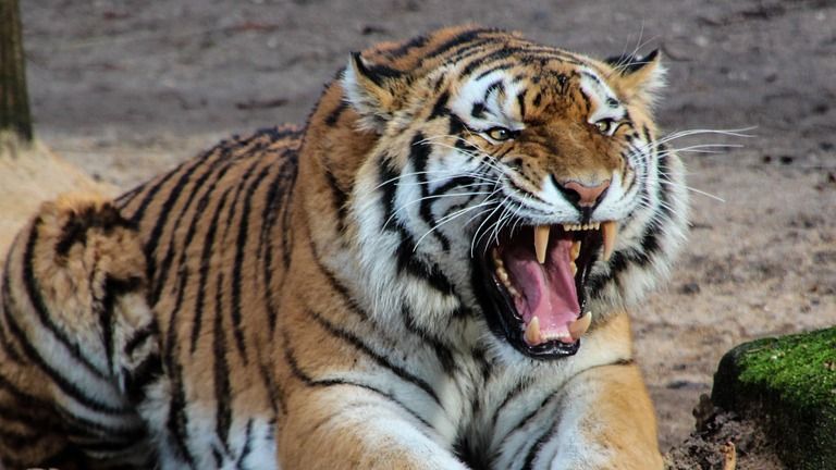 Viral Harimau Kurus di Medan Zoo, BKSDA: Harimau Memang Sakit