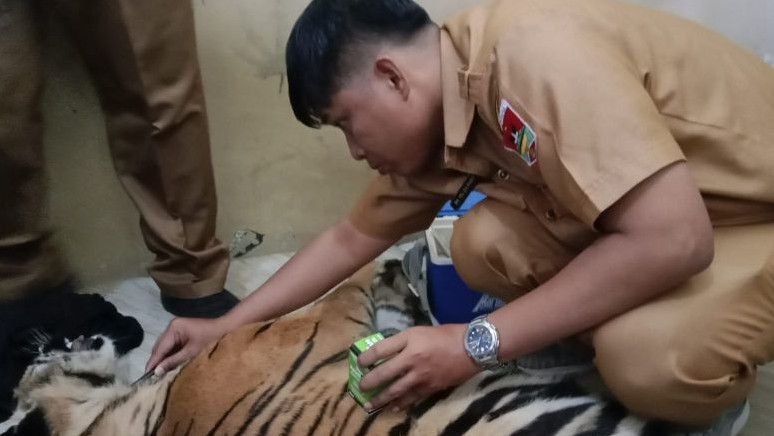 Seekor Harimau Sumatera Mati Terperangkap Jerat Babi, Warga Diimbau Selektif Pasang Alat Jerat