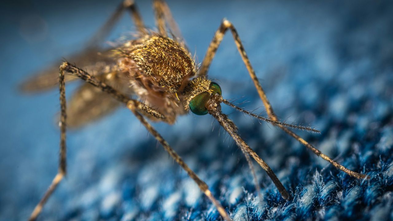 Waspada, Dokter Sebut Virus Dengue Bisa Menginfeksi Tubuh Berulang Kali