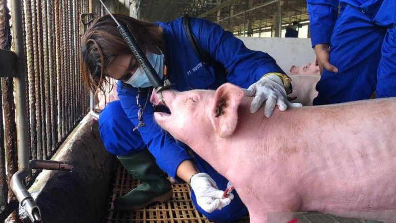 Mentan Sebut Virus dan Bakteri Penyebab Flu Babi Afrika Sedang Bangkit, Ini Cara Mencegahnya
