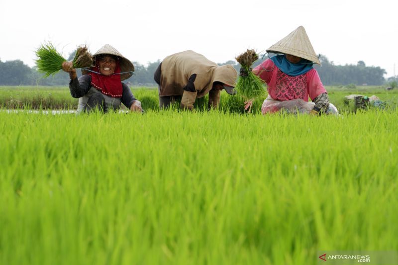 Lahan Pertanian Terus Tergerus, TKN Prabowo-Gibran: Kita Sangat Rentan Kelaparan