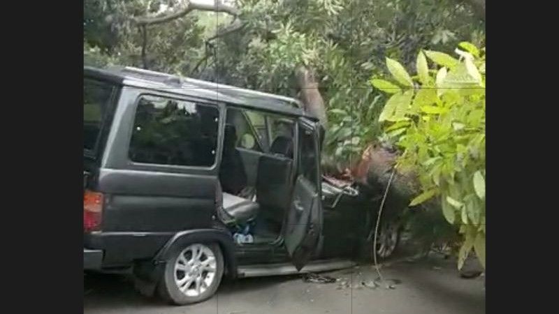 Ngeri, Pohon Tumbang Timpa Mini Bus di Jakarta, Efek Angin Kencang?