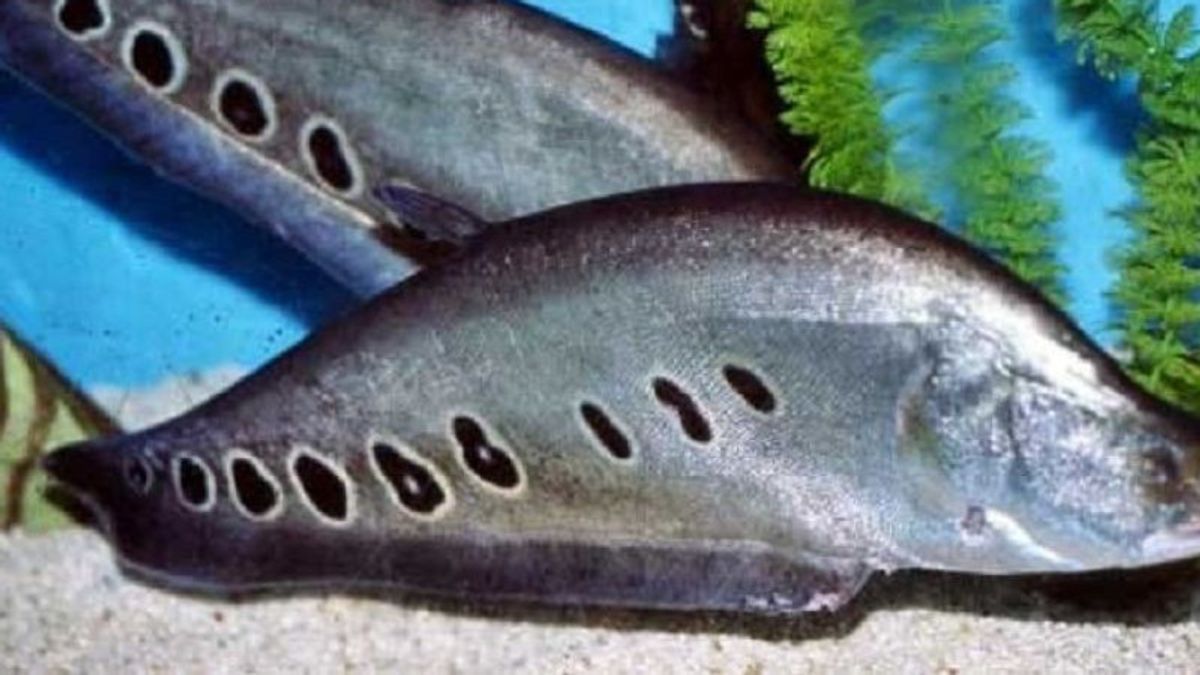 Mengenal Ikan Belida, Sempat Dianggap Punah dan Kembali Muncul di Jawa