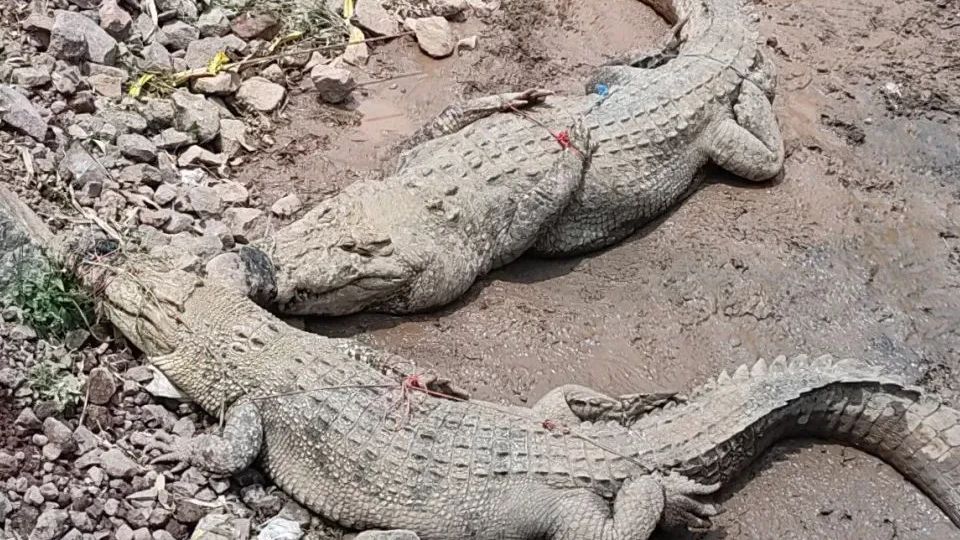 Buaya di Penangkaran Cianjur Kabur ke Sekitar Pemukiman Warga Gara-Gara Tembok Jebol