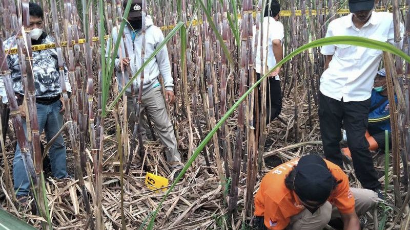 Heboh Kerangka Manusia Ditemukan di Ladang Tebu Malang, Bekas Mayat ODGJ yang Kelaparan?