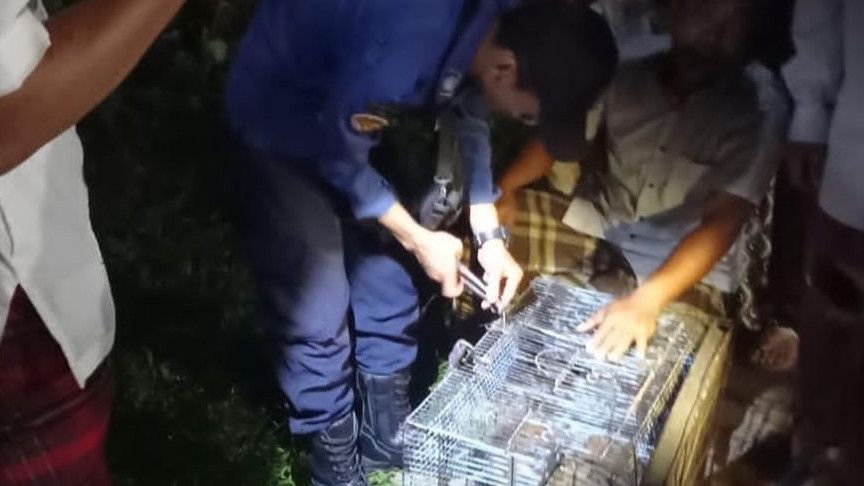 Monyet Peliharaan Gigit 6 Warga di Tangerang, Ada Korban yang Kepalanya Robek