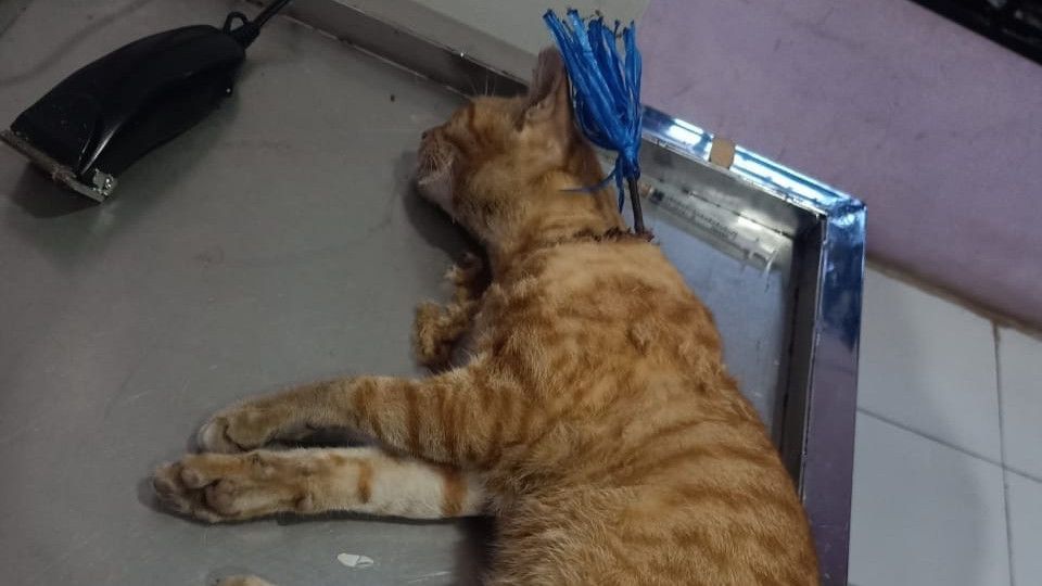 Parah, Kemarin Bayi Kena Panah Nyasar di Makassar, Kini Giliran Kucing yang Menderita