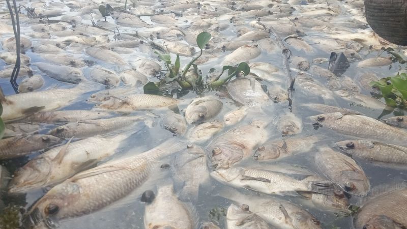 Ratusan Ton Ikan Mati di Danau Maninjau, Pemkab Agam Merugi Belasan Miliar
