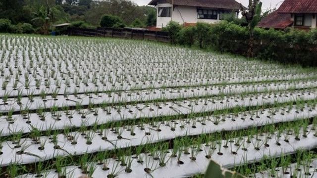 Wakil Menteri Pertanian Sebut Indonesia Perlu Belajar dari China untuk Capai Swasembada Pangan