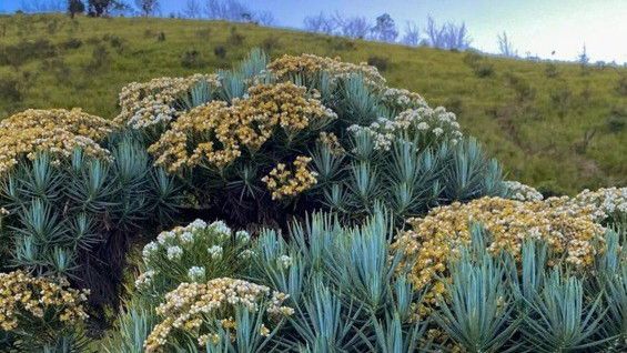 Mengenal Jenis Bunga Edelweis, Bunga Abadi yang Tidak Boleh Dipetik Sembarangan