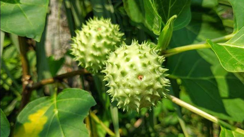 Buah Kecubung Tak Lagi Digunakan sebagai Obat Tradisional