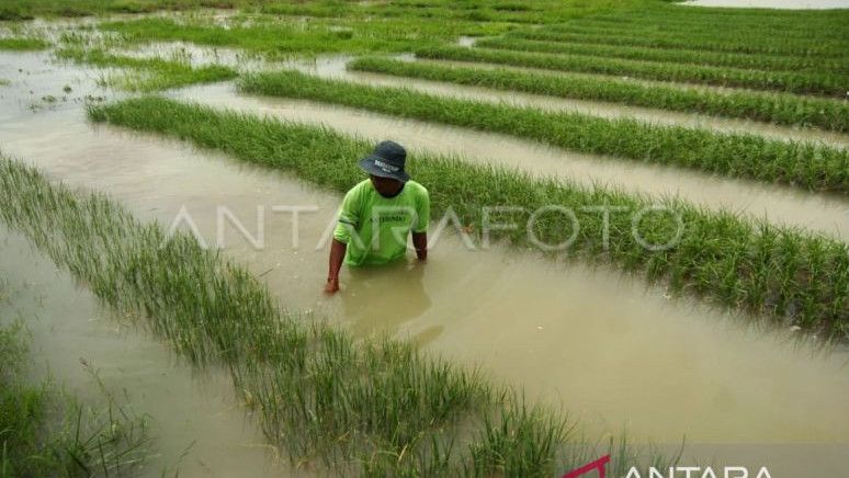 Lahan Sawah Gagal Panen Dampak Banjir Aceh Tenggara Seluas 267 Hektare, Tersebar di 9 Kecamatan