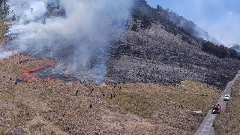 Ulah Flare Prewed, Kerusakan Akibat Karhutla di Kawasan Bromo Capai 504 Hektare