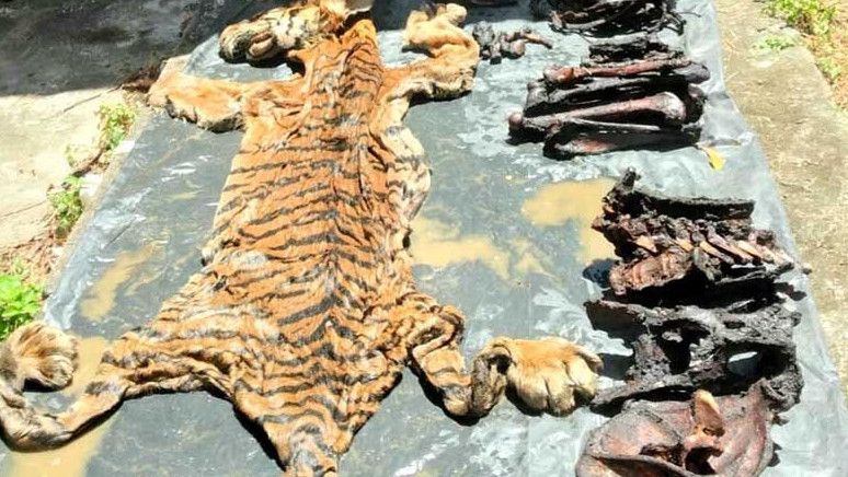 Jaksa Tahan Eks Bupati Bener Meriah Aceh Terkait Kasus Perdagangan Kulit Harimau