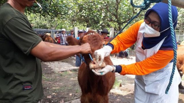 Ditemukan 8 Ribuan Hewan Ternak Suspek PMK di Jateng, Ganjar Minta Peternak Segera Hubungi Nomor Ini