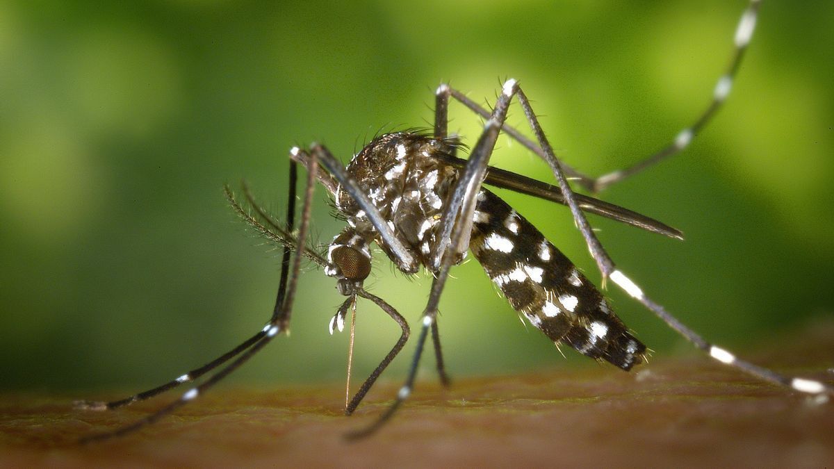 Ciri Nyamuk Penyebab DBD yang Harus Diketahui